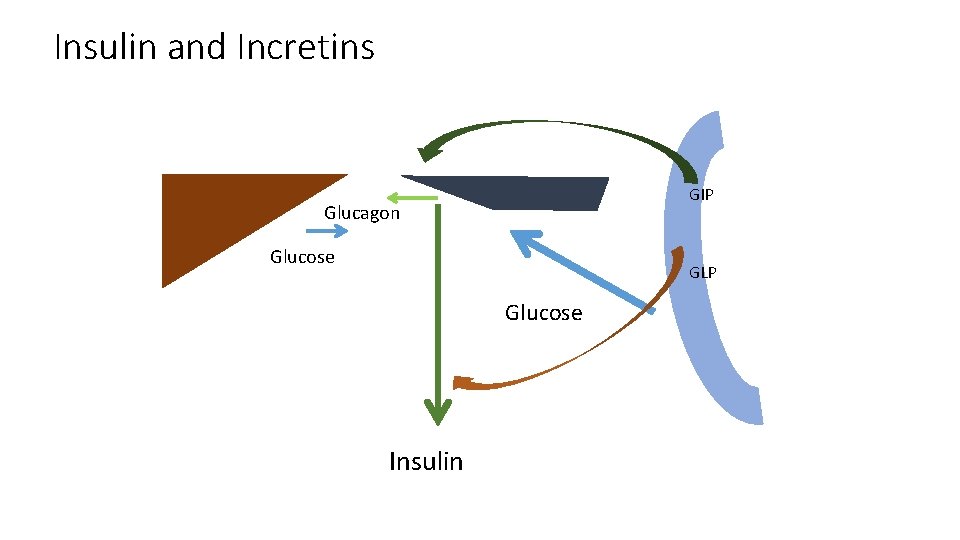 Insulin and Incretins GIP Glucagon Glucose GLP Glucose Insulin 