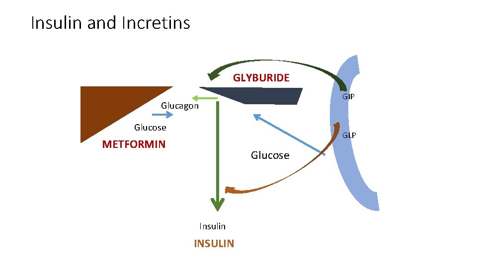Insulin and Incretins GLYBURIDE GIP Glucagon Glucose GLP METFORMIN Glucose Insulin INSULIN 