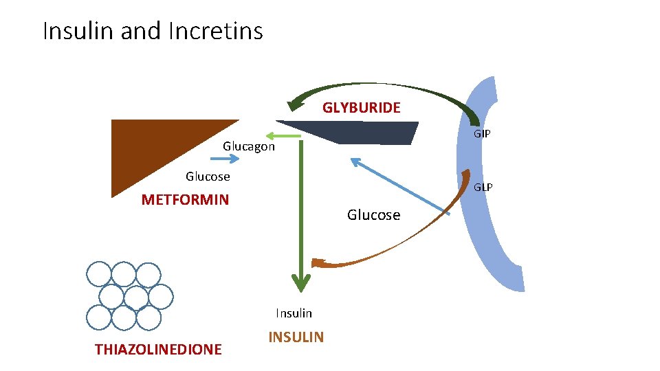 Insulin and Incretins GLYBURIDE GIP Glucagon Glucose GLP METFORMIN Glucose Insulin THIAZOLINEDIONE INSULIN 