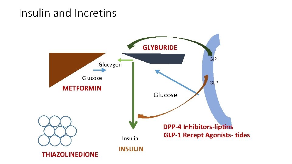 Insulin and Incretins GLYBURIDE GIP Glucagon Glucose GLP METFORMIN Glucose Insulin THIAZOLINEDIONE INSULIN DPP-4