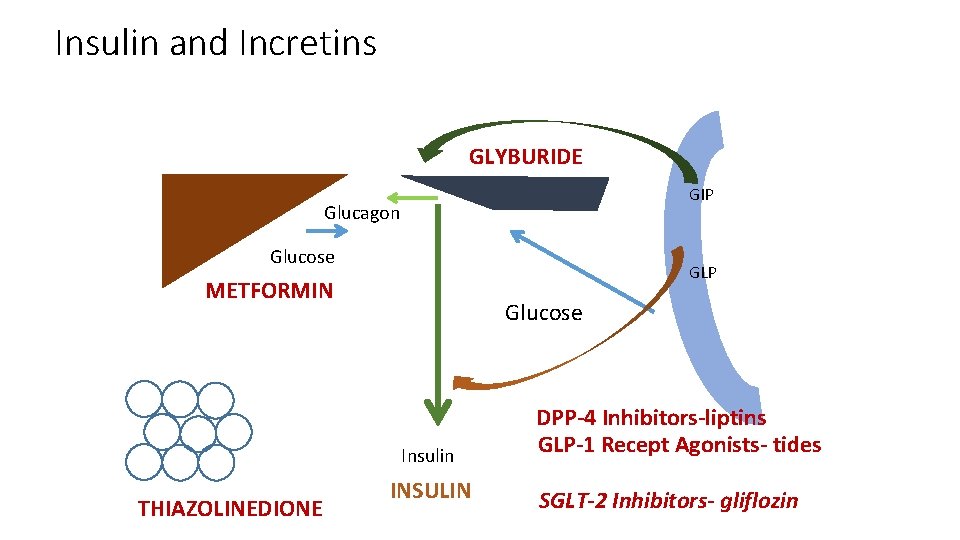 Insulin and Incretins GLYBURIDE GIP Glucagon Glucose GLP METFORMIN Glucose Insulin THIAZOLINEDIONE INSULIN DPP-4