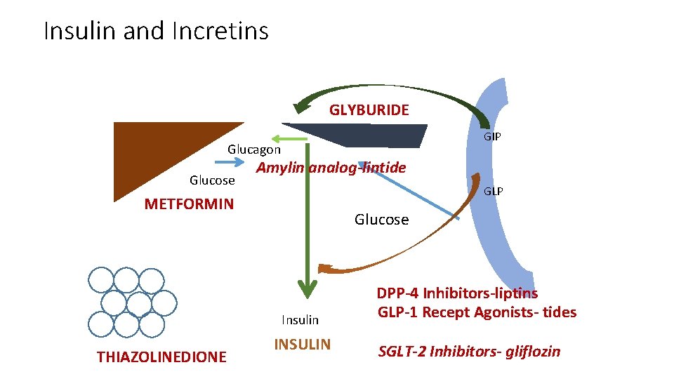 Insulin and Incretins GLYBURIDE GIP Glucagon Glucose Amylin analog-lintide GLP METFORMIN Glucose Insulin THIAZOLINEDIONE