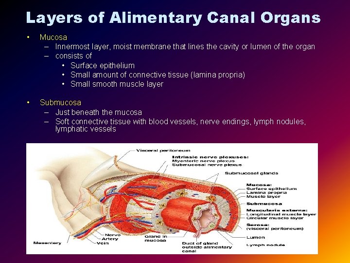 Layers of Alimentary Canal Organs • Mucosa – Innermost layer, moist membrane that lines