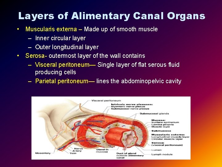 Layers of Alimentary Canal Organs • Muscularis externa – Made up of smooth muscle