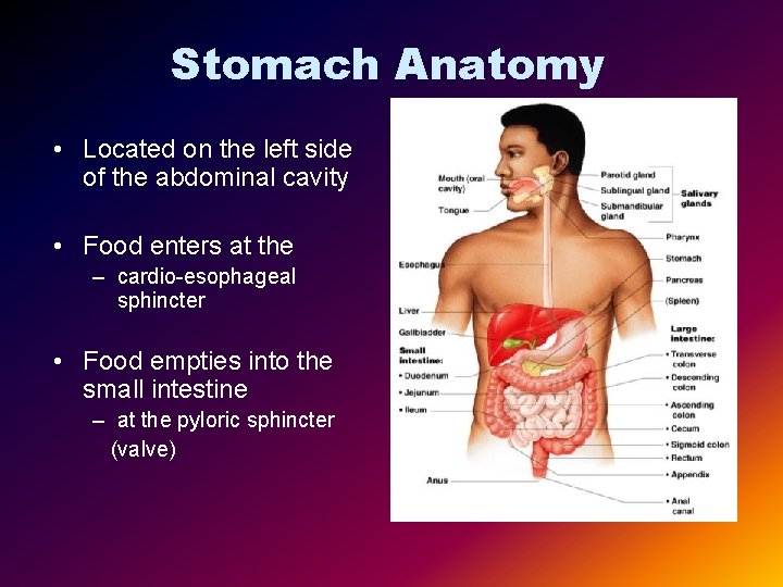 Stomach Anatomy • Located on the left side of the abdominal cavity • Food