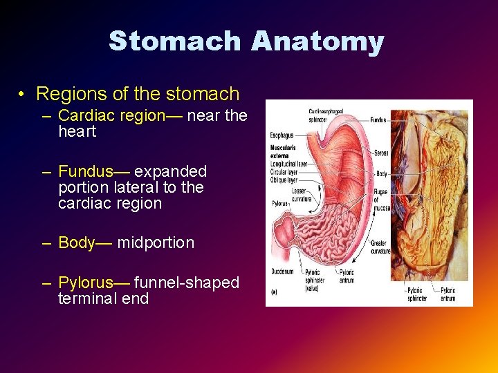 Stomach Anatomy • Regions of the stomach – Cardiac region— near the heart –