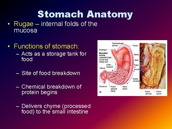 Stomach Anatomy • Rugae – internal folds of the mucosa • Functions of stomach: