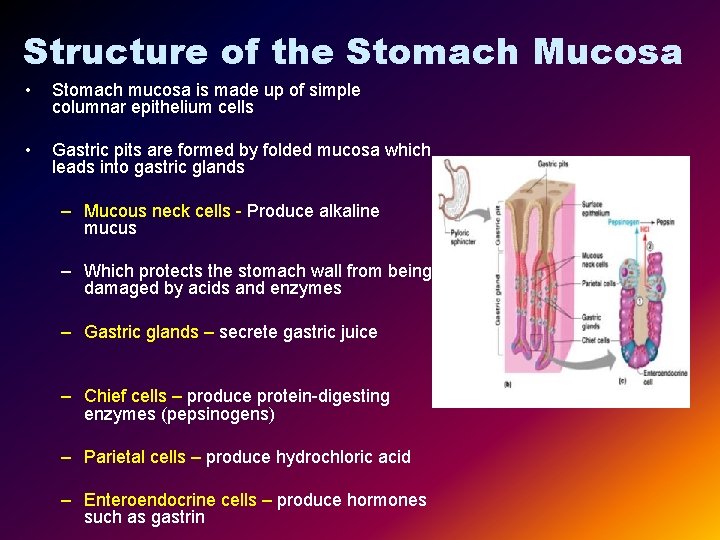 Structure of the Stomach Mucosa • Stomach mucosa is made up of simple columnar