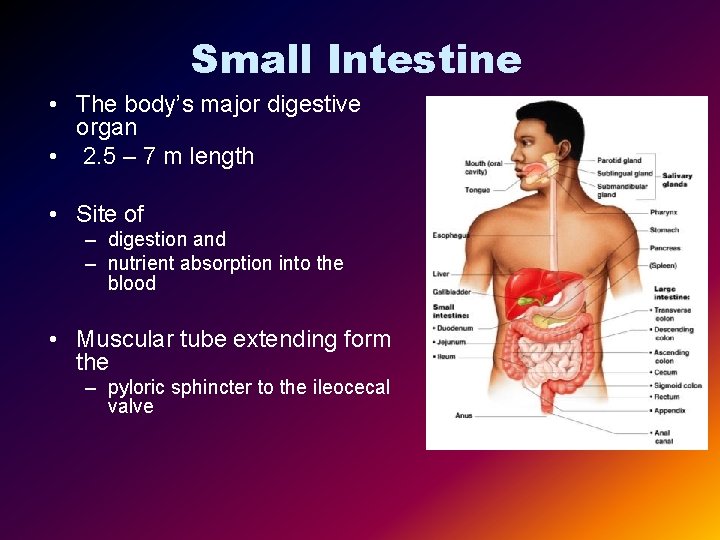 Small Intestine • The body’s major digestive organ • 2. 5 – 7 m