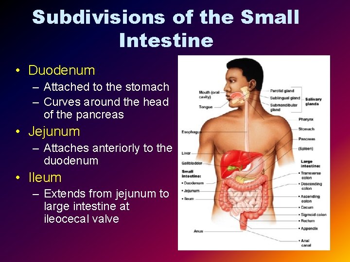 Subdivisions of the Small Intestine • Duodenum – Attached to the stomach – Curves