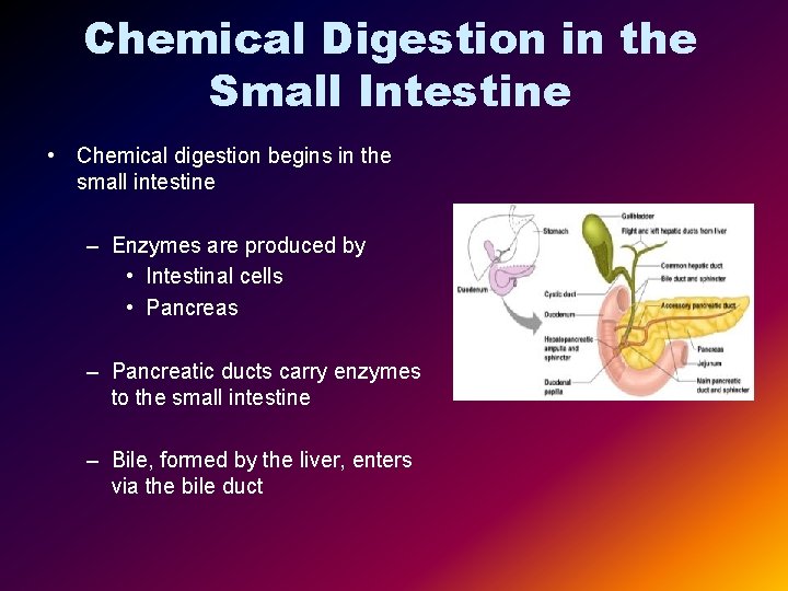 Chemical Digestion in the Small Intestine • Chemical digestion begins in the small intestine