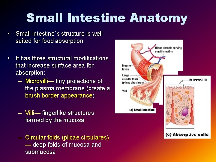 Small Intestine Anatomy • Small intestine`s structure is well suited for food absorption •