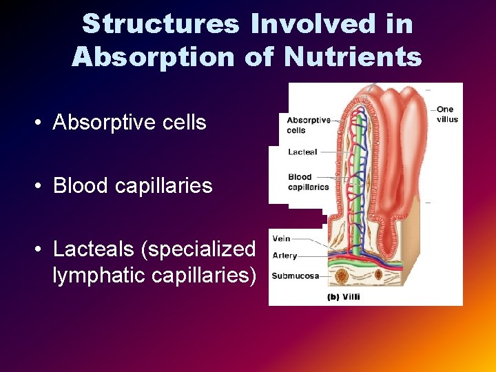 Structures Involved in Absorption of Nutrients • Absorptive cells • Blood capillaries • Lacteals
