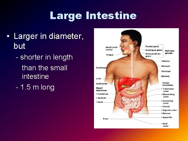 Large Intestine • Larger in diameter, but - shorter in length than the small