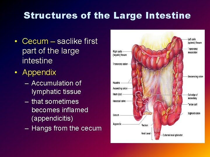 Structures of the Large Intestine • Cecum – saclike first part of the large