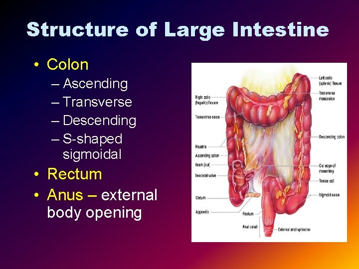 Structure of Large Intestine • Colon – Ascending – Transverse – Descending – S-shaped