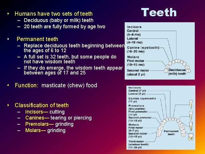  • Humans have two sets of teeth – Deciduous (baby or milk) teeth