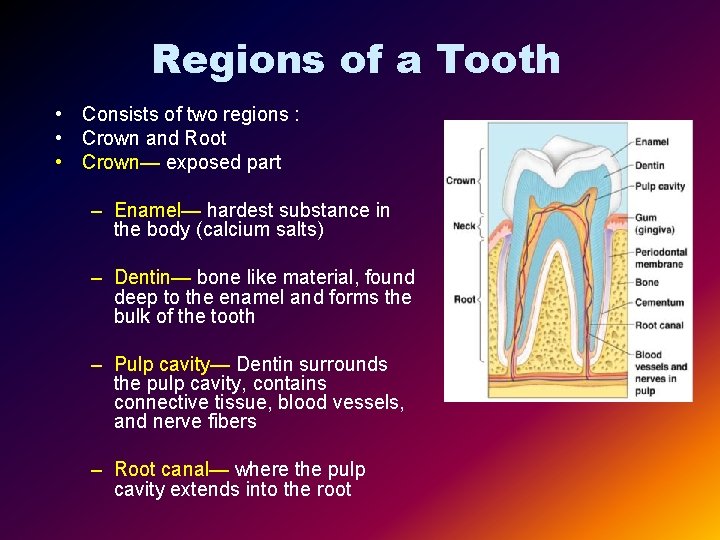 Regions of a Tooth • Consists of two regions : • Crown and Root