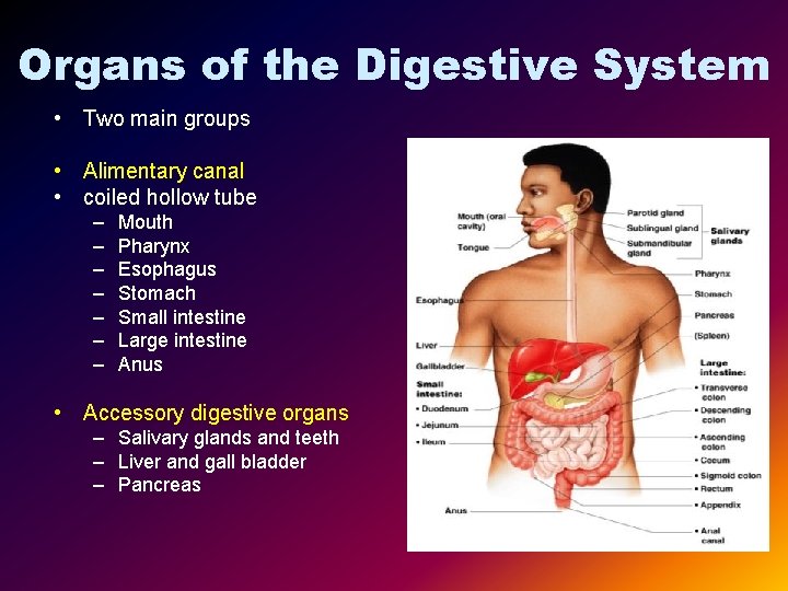 Organs of the Digestive System • Two main groups • Alimentary canal • coiled