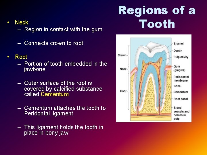 • Neck – Region in contact with the gum – Connects crown to