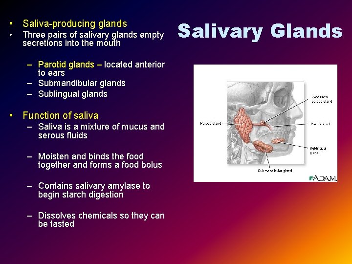  • Saliva-producing glands • Three pairs of salivary glands empty secretions into the