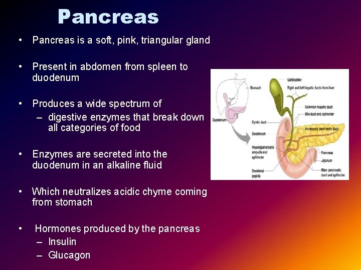 Pancreas • Pancreas is a soft, pink, triangular gland • Present in abdomen from