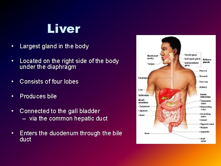 Liver • Largest gland in the body • Located on the right side of