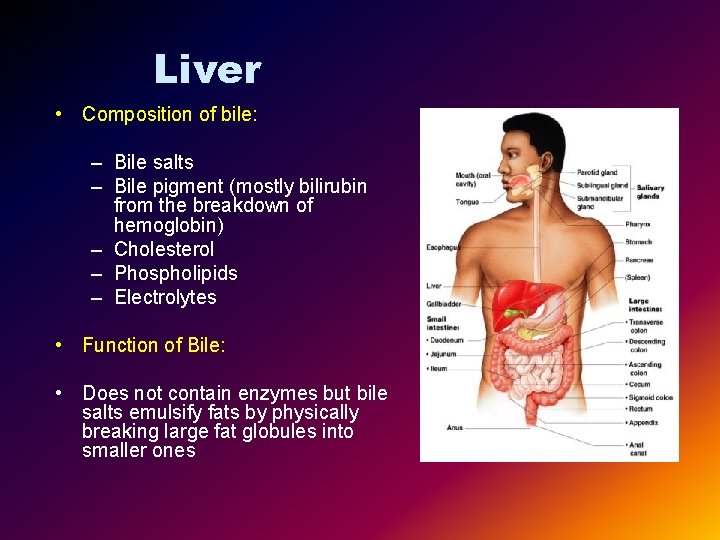 Liver • Composition of bile: – Bile salts – Bile pigment (mostly bilirubin from