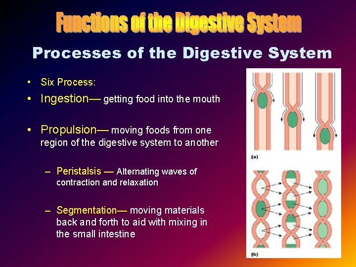 Processes of the Digestive System • Six Process: • Ingestion— getting food into the