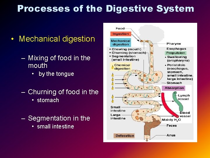 Processes of the Digestive System • Mechanical digestion – Mixing of food in the