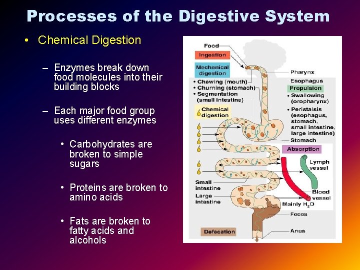 Processes of the Digestive System • Chemical Digestion – Enzymes break down food molecules