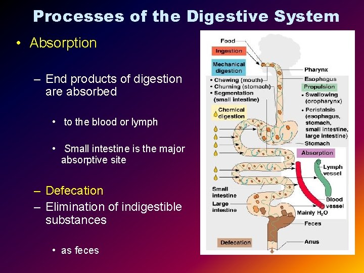 Processes of the Digestive System • Absorption – End products of digestion are absorbed