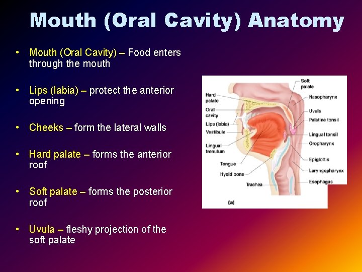 Mouth (Oral Cavity) Anatomy • Mouth (Oral Cavity) – Food enters through the mouth