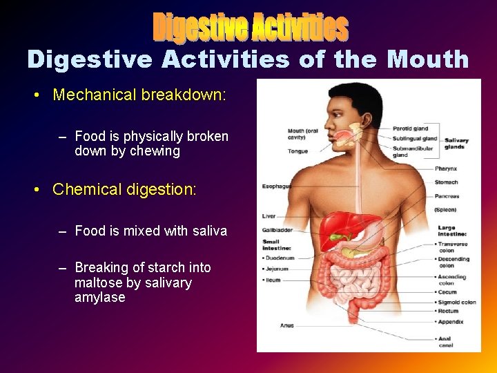 Digestive Activities of the Mouth • Mechanical breakdown: – Food is physically broken down