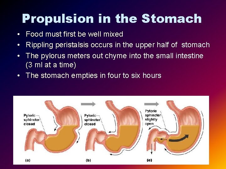 Propulsion in the Stomach • Food must first be well mixed • Rippling peristalsis