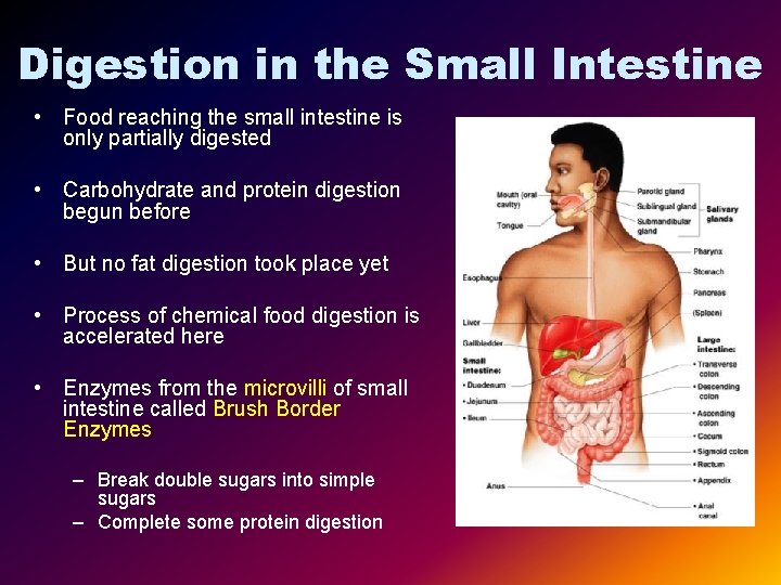 Digestion in the Small Intestine • Food reaching the small intestine is only partially