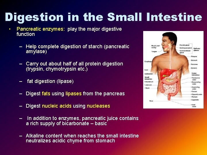 Digestion in the Small Intestine • Pancreatic enzymes: play the major digestive function –