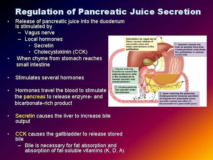 Regulation of Pancreatic Juice Secretion • • Release of pancreatic juice into the duodenum