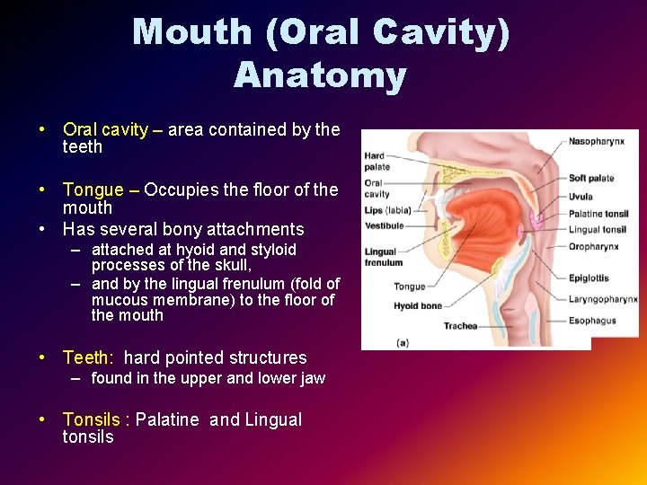 Mouth (Oral Cavity) Anatomy • Oral cavity – area contained by the teeth •