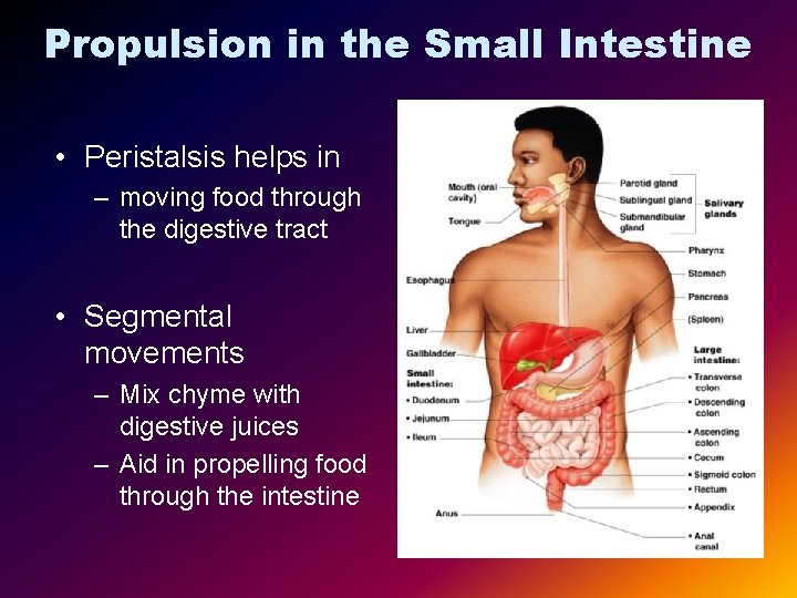 Propulsion in the Small Intestine • Peristalsis helps in – moving food through the