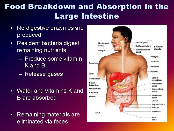 Food Breakdown and Absorption in the Large Intestine • No digestive enzymes are produced