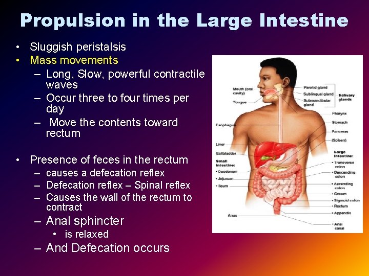 Propulsion in the Large Intestine • Sluggish peristalsis • Mass movements – Long, Slow,