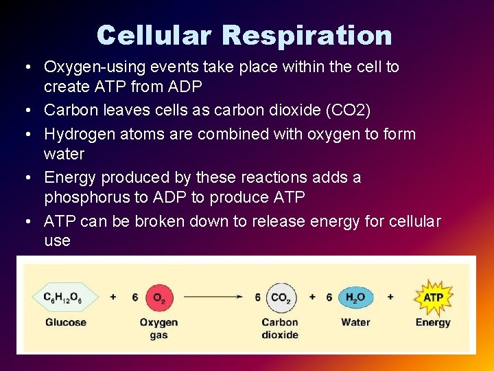 Cellular Respiration • Oxygen-using events take place within the cell to create ATP from