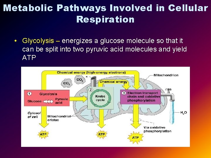 Metabolic Pathways Involved in Cellular Respiration • Glycolysis – energizes a glucose molecule so