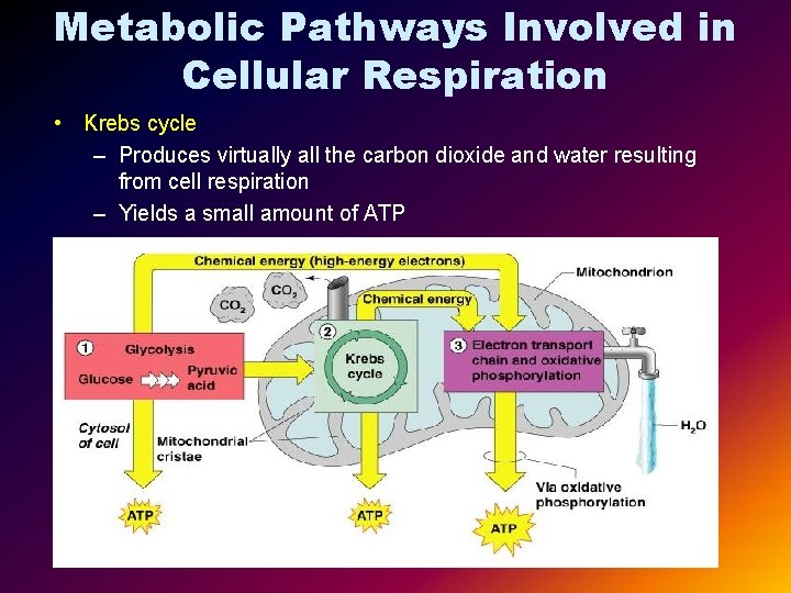 Metabolic Pathways Involved in Cellular Respiration • Krebs cycle – Produces virtually all the