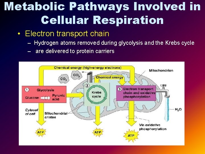 Metabolic Pathways Involved in Cellular Respiration • Electron transport chain – Hydrogen atoms removed