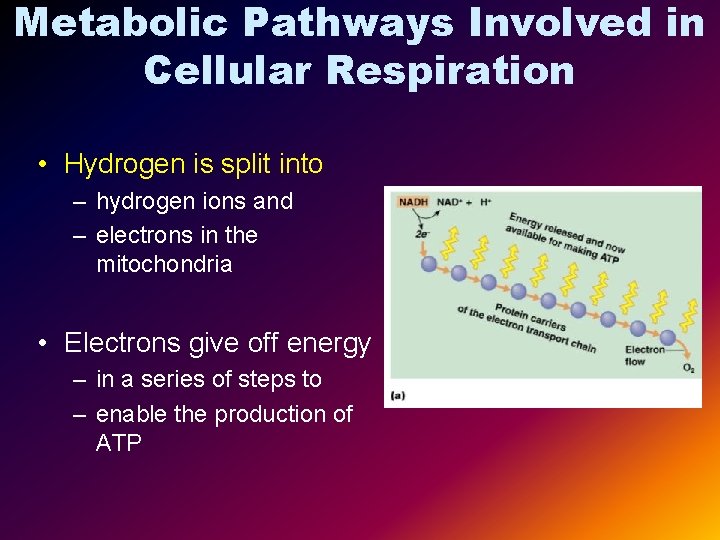 Metabolic Pathways Involved in Cellular Respiration • Hydrogen is split into – hydrogen ions