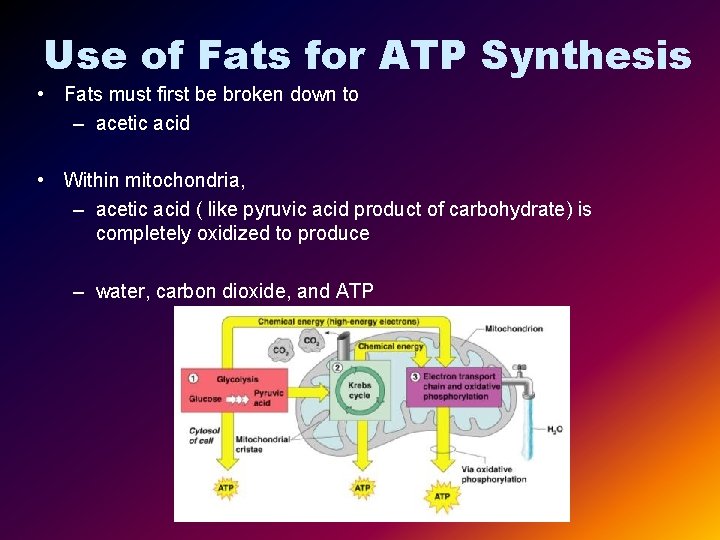 Use of Fats for ATP Synthesis • Fats must first be broken down to