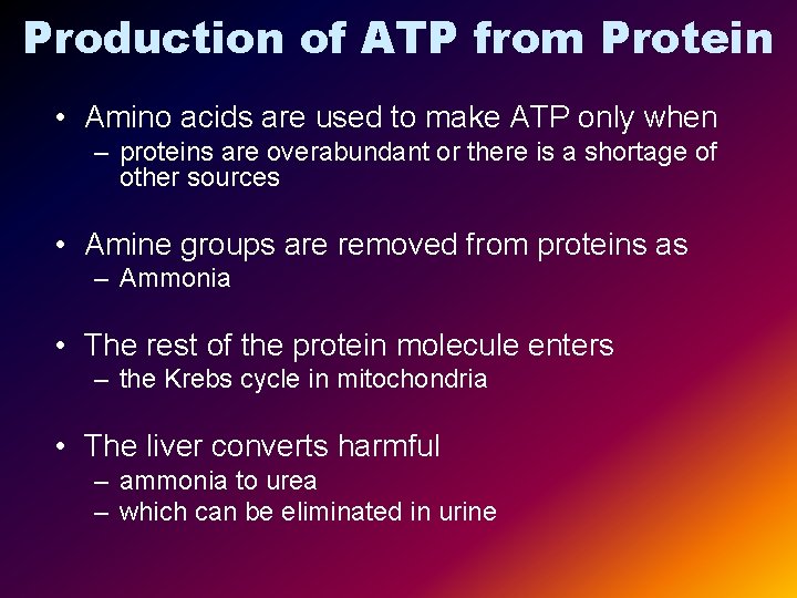 Production of ATP from Protein • Amino acids are used to make ATP only