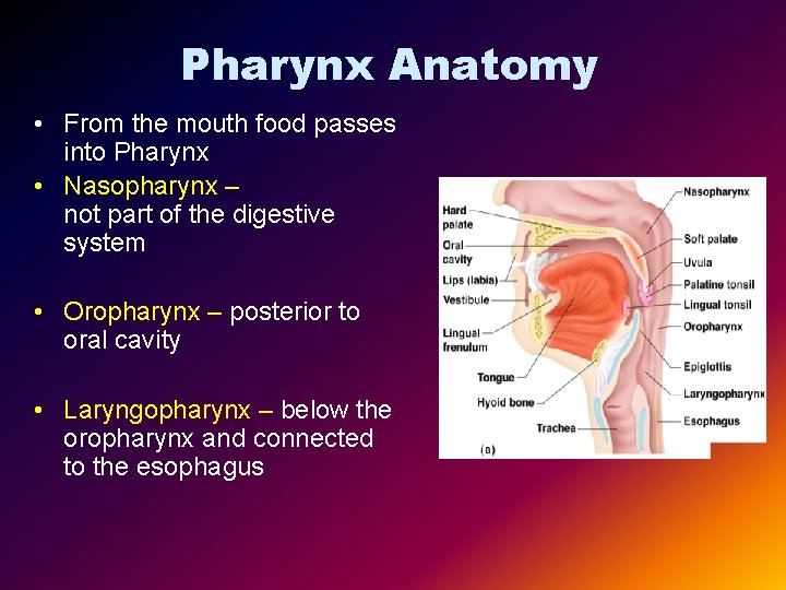 Pharynx Anatomy • From the mouth food passes into Pharynx • Nasopharynx – not